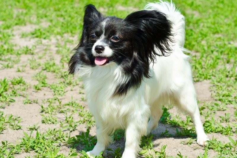 Top 10 Dog Breeds Perfect for College Life