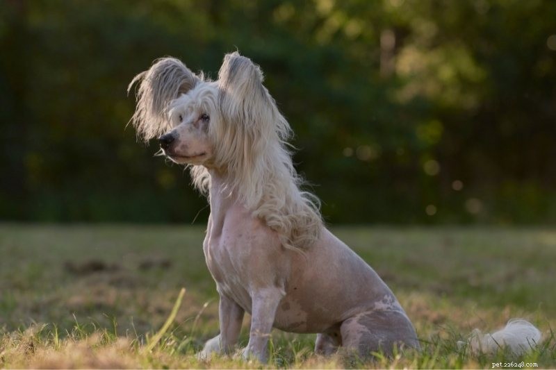 Top 10 Dog Breeds Perfect for College Life