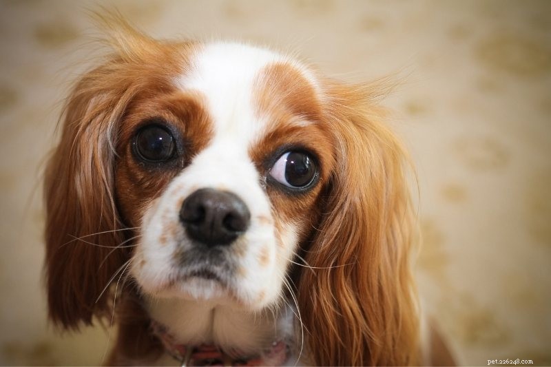Top 10 Dog Breeds Perfect for College Life