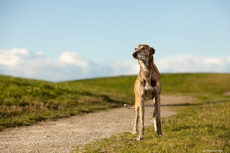 Top 10 Dog Breeds Perfect for College Life