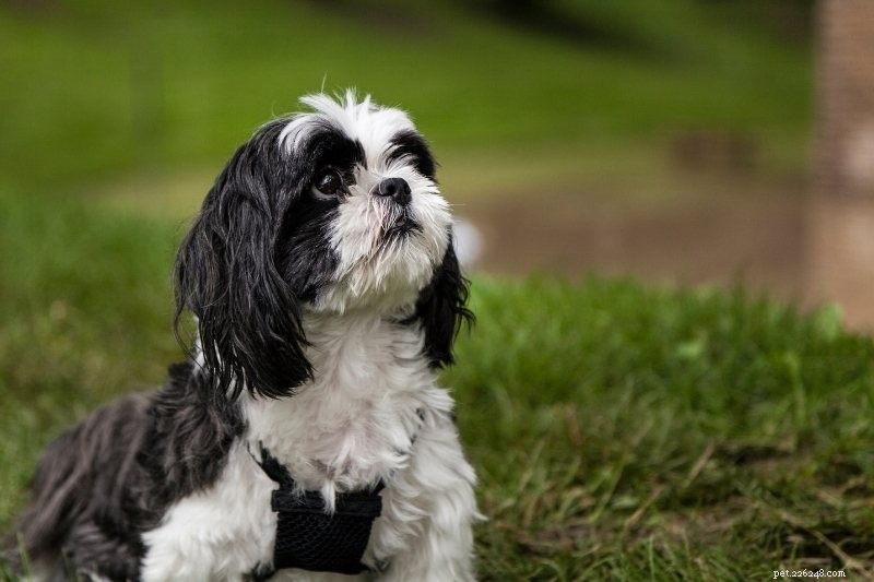 Top 10 Dog Breeds Perfect for College Life