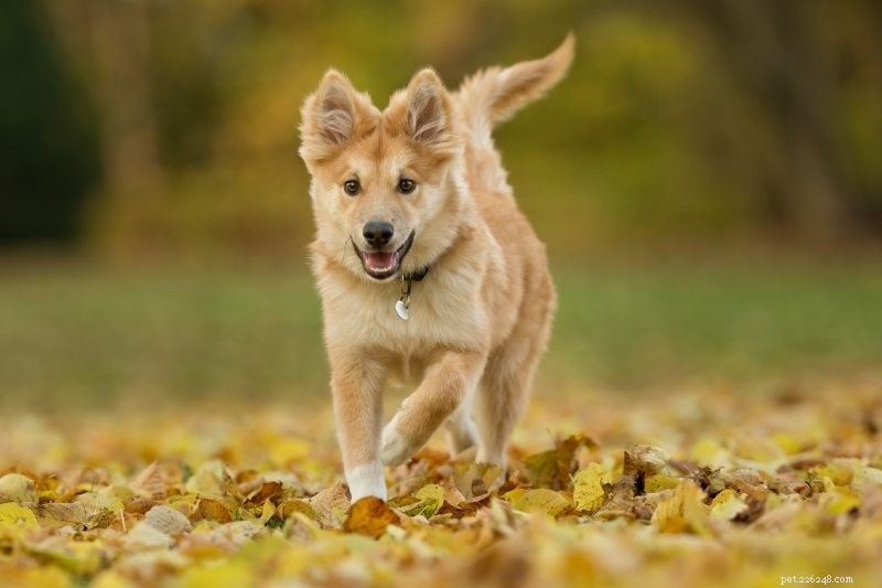 8 Fox-Like Dog Breeds You’ll Love