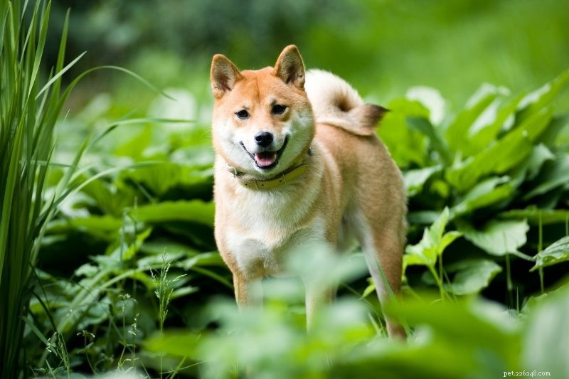 8 Fox-Like Dog Breeds You’ll Love