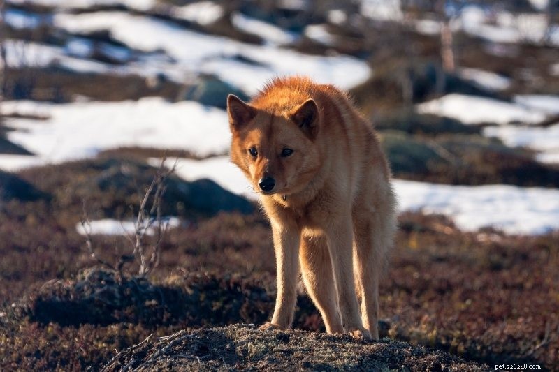 8 Fox-Like Dog Breeds You’ll Love
