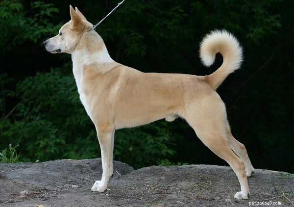 8 Fox-Like Dog Breeds You’ll Love