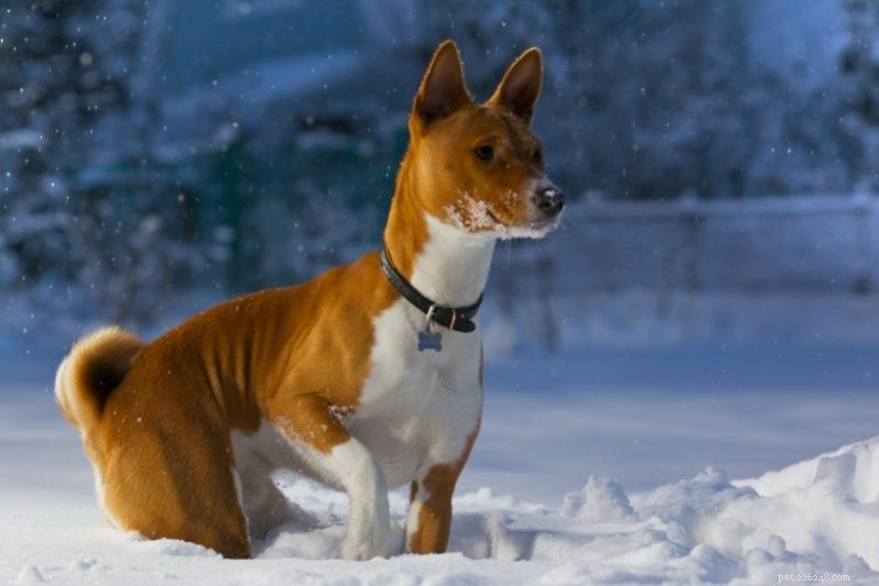 8 Fox-Like Dog Breeds You’ll Love