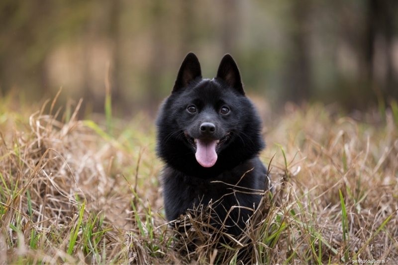 8 Fox-Like Dog Breeds You’ll Love