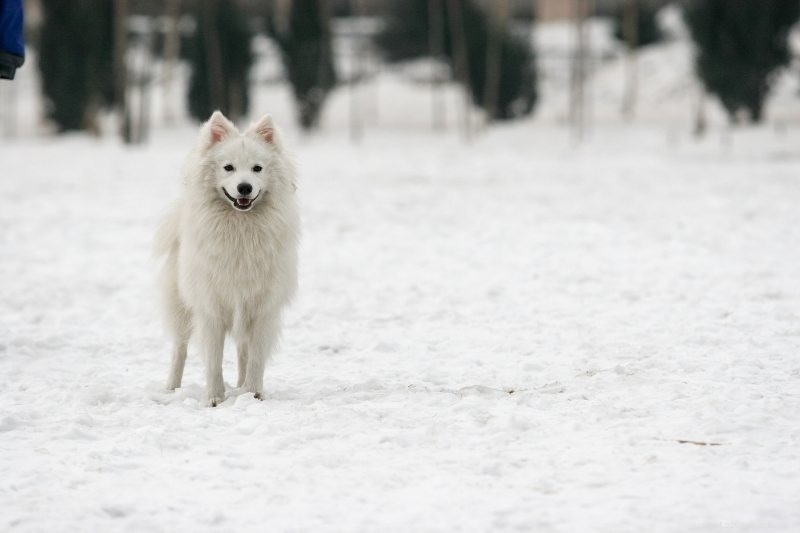 8 Fox-Like Dog Breeds You’ll Love