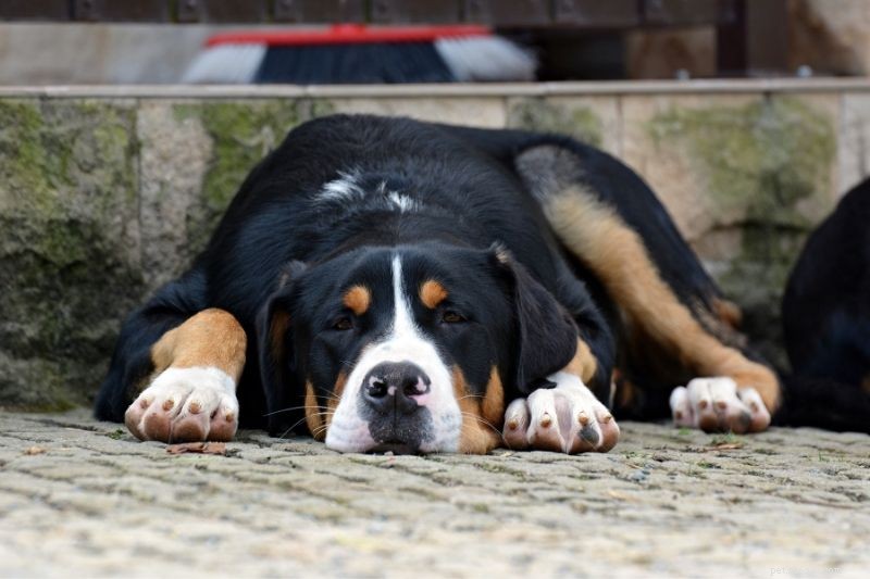 20 Stunning Tricolored Dog Breeds – A Visual Guide