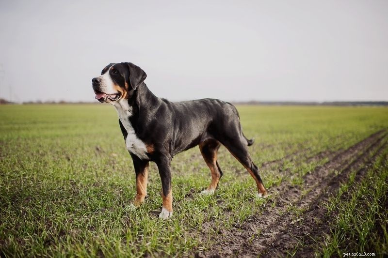 20 Stunning Tricolored Dog Breeds – A Visual Guide