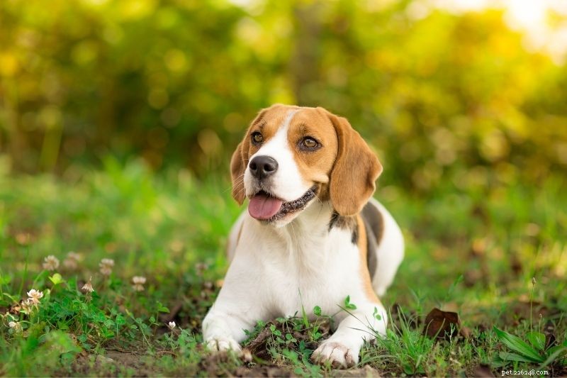 20 Stunning Tricolored Dog Breeds – A Visual Guide