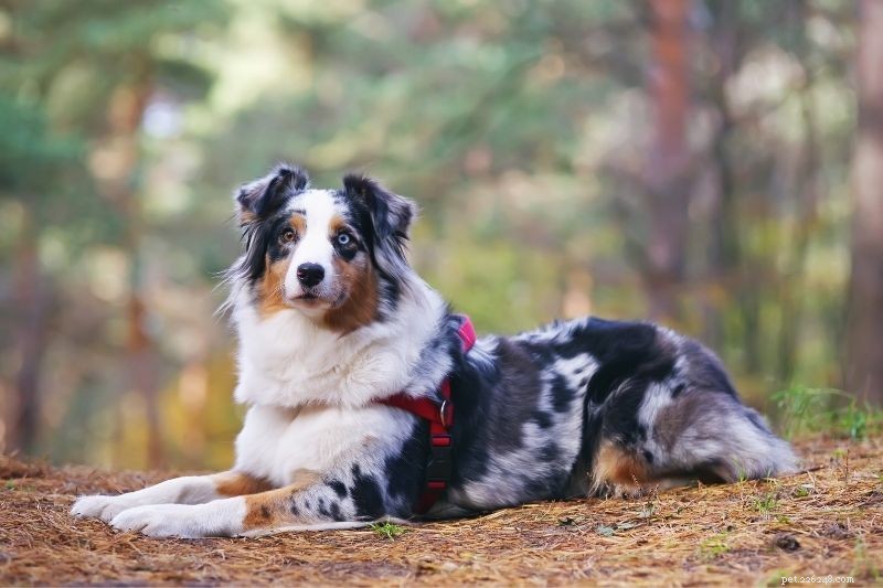 20 Stunning Tricolored Dog Breeds – A Visual Guide