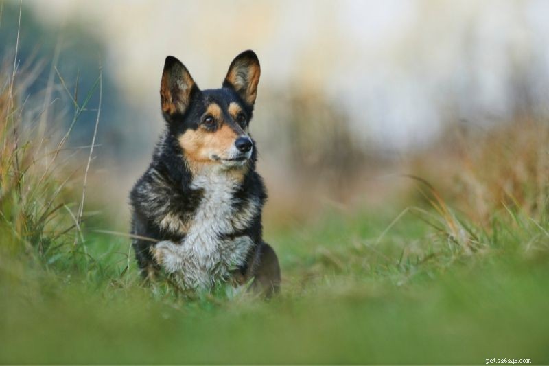 20 Stunning Tricolored Dog Breeds – A Visual Guide