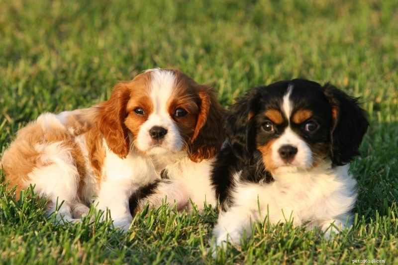 20 Stunning Tricolored Dog Breeds – A Visual Guide