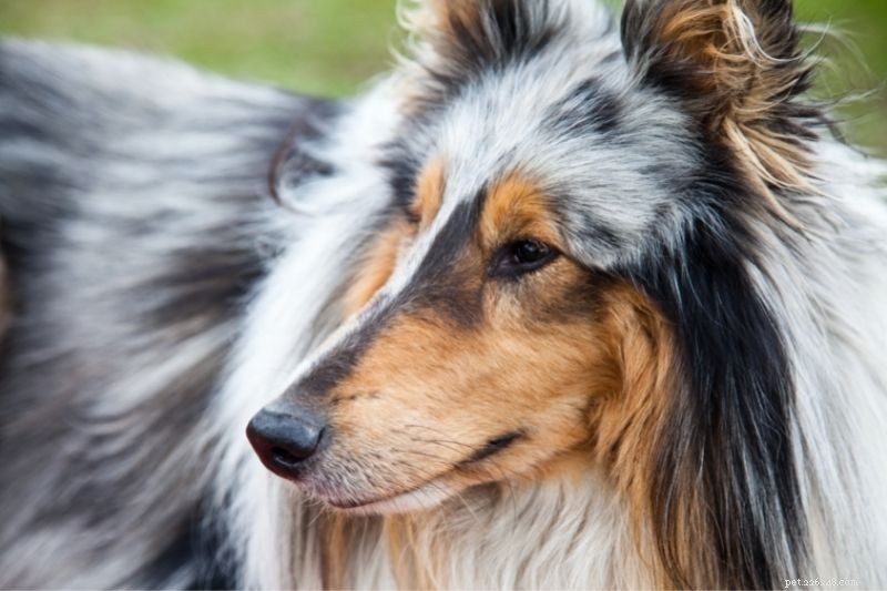 20 Stunning Tricolored Dog Breeds – A Visual Guide