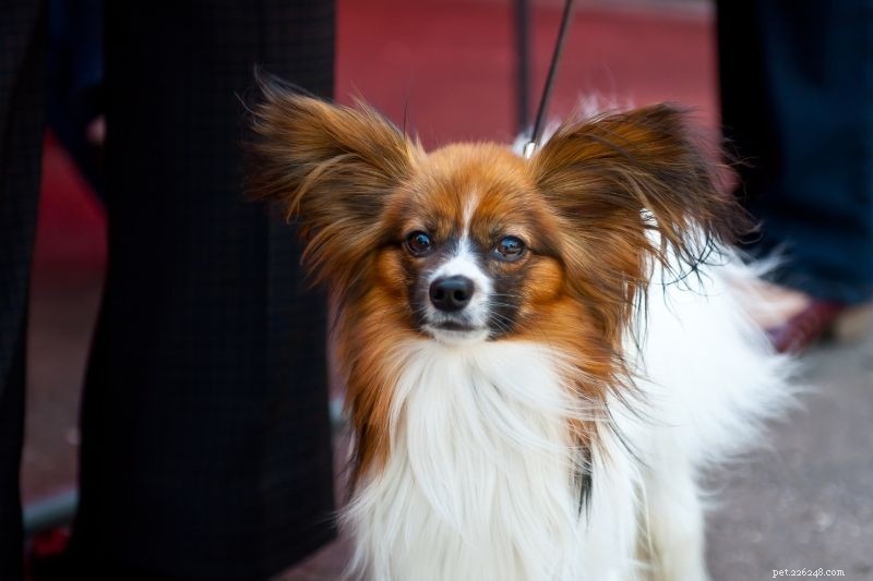 20 Stunning Tricolored Dog Breeds – A Visual Guide
