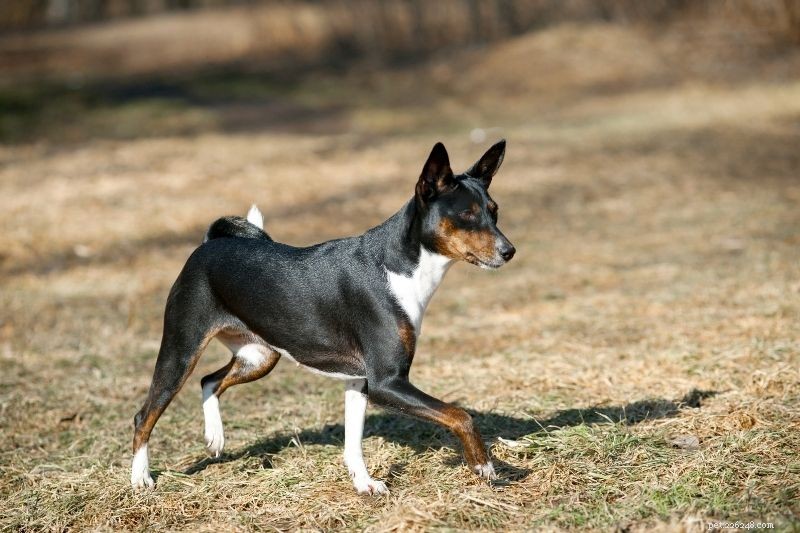 20 Stunning Tricolored Dog Breeds – A Visual Guide