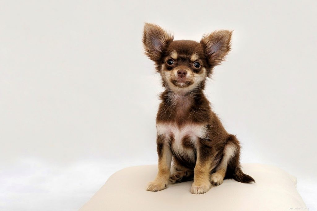 20 Stunning Tricolored Dog Breeds – A Visual Guide