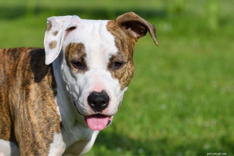 20 Stunning Tricolored Dog Breeds – A Visual Guide