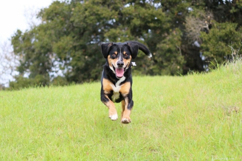20 Stunning Tricolored Dog Breeds – A Visual Guide
