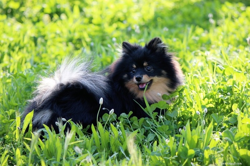 20 Stunning Tricolored Dog Breeds – A Visual Guide