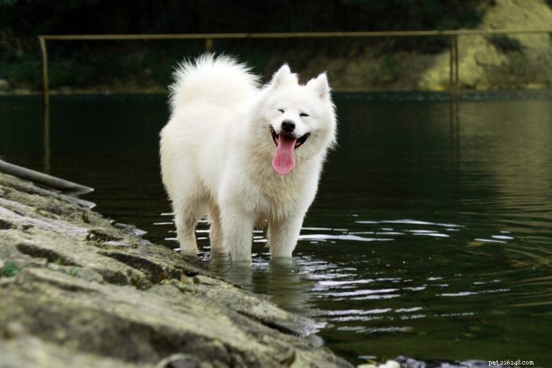 Top 20 Large Dog Breeds – Comprehensive Guide with Photos