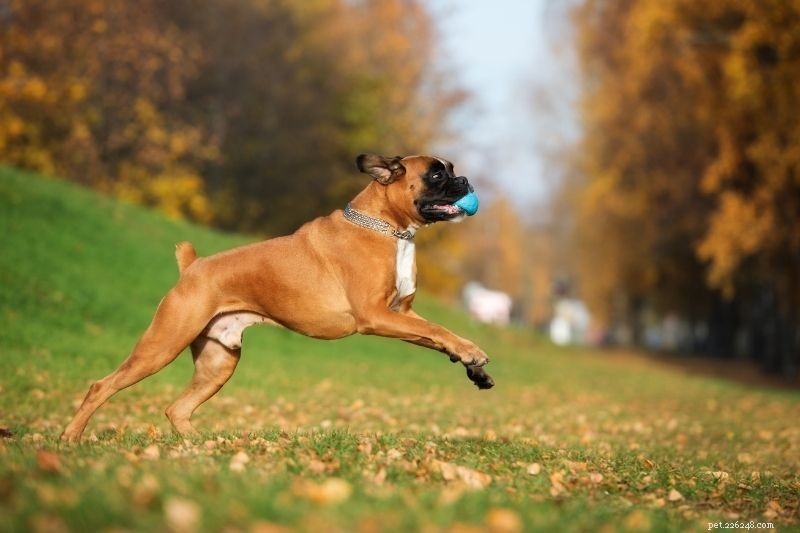 Top 20 Large Dog Breeds – Comprehensive Guide with Photos