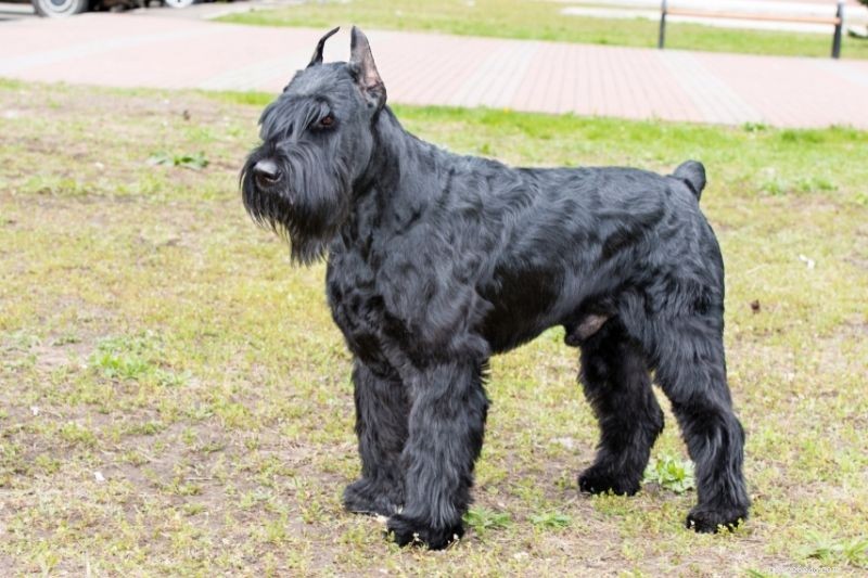 Top 20 Large Dog Breeds – Comprehensive Guide with Photos