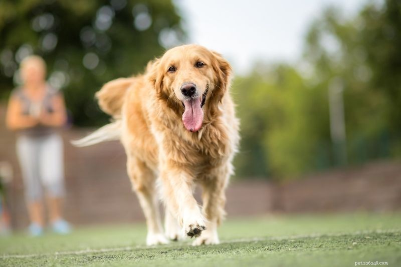 Top 20 Large Dog Breeds – Comprehensive Guide with Photos