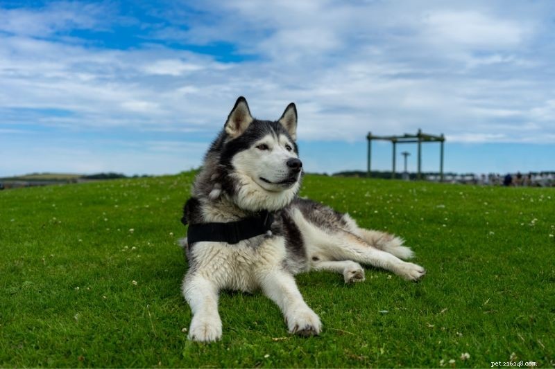 Top 20 Large Dog Breeds – Comprehensive Guide with Photos