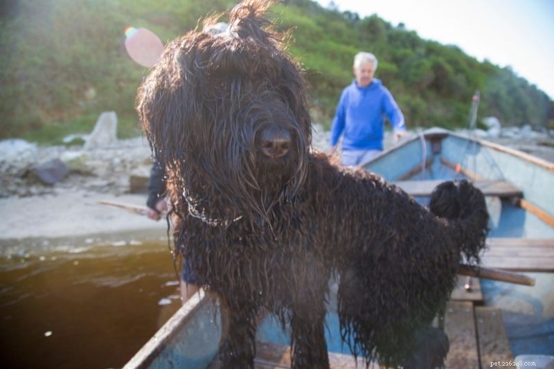 Top 20 Large Dog Breeds – Comprehensive Guide with Photos