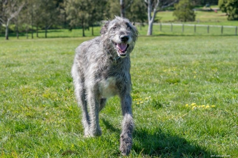Top 20 Large Dog Breeds – Comprehensive Guide with Photos