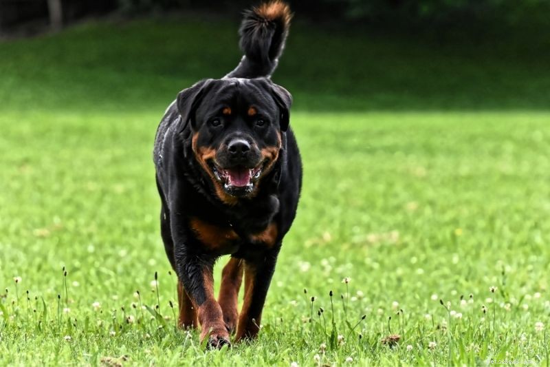 Top 20 Large Dog Breeds – Comprehensive Guide with Photos