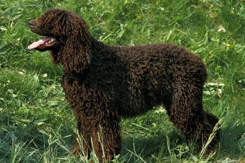 Top 20 Large Dog Breeds – Comprehensive Guide with Photos