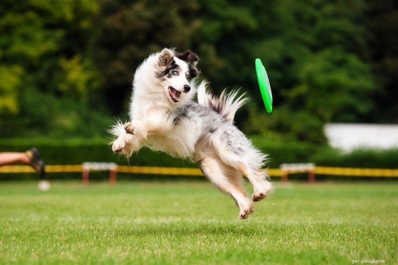 Top 20 Large Dog Breeds – Comprehensive Guide with Photos