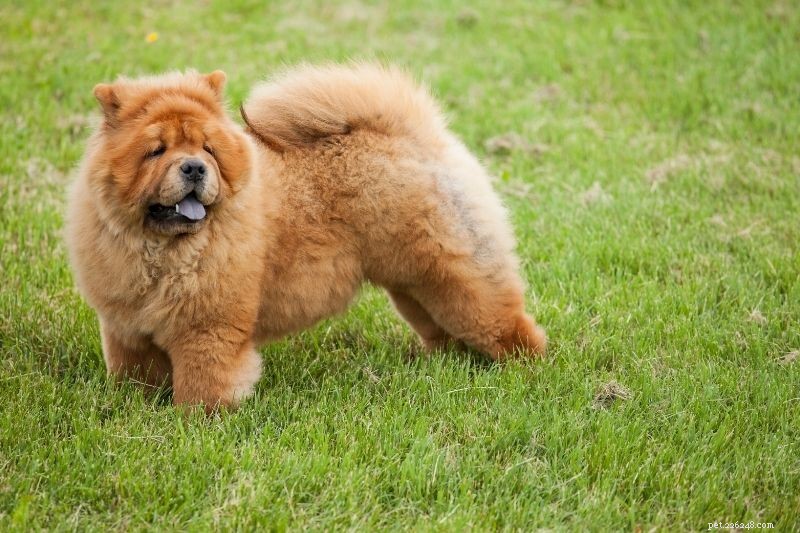 Top 20 Large Dog Breeds – Comprehensive Guide with Photos