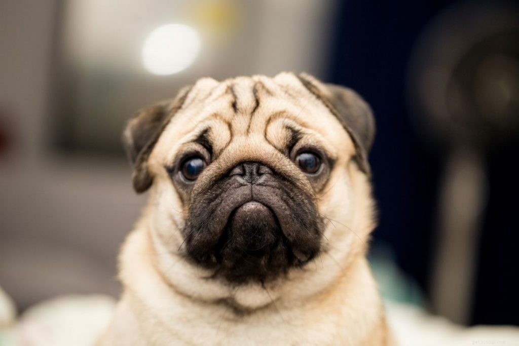 Top 15 Small Dog Breeds for a Calm, Low‑Energy Companion