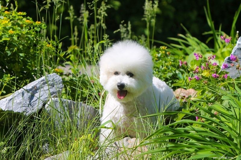 Top 15 Small Dog Breeds for a Calm, Low‑Energy Companion