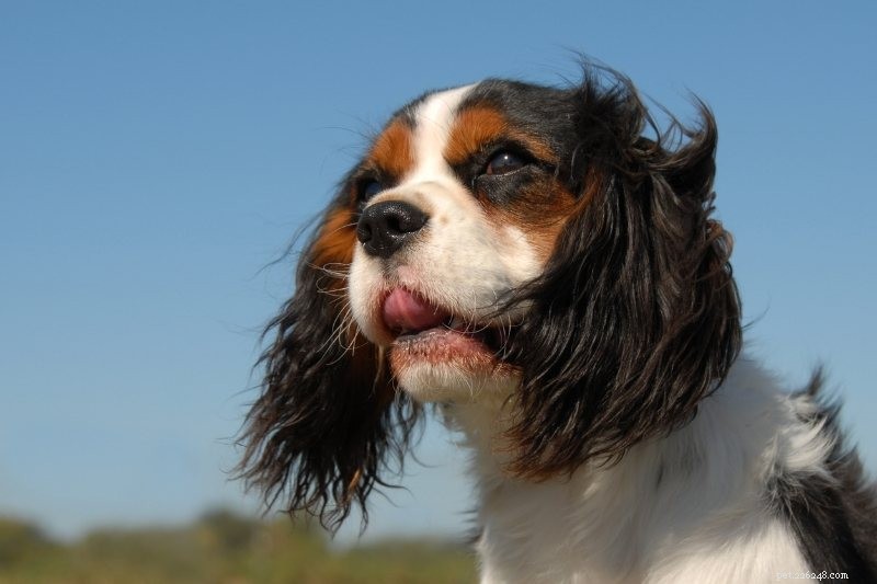 Top 15 Small Dog Breeds for a Calm, Low‑Energy Companion
