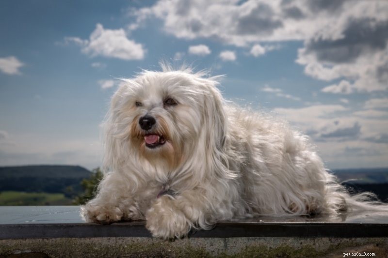 Top 15 Small Dog Breeds for a Calm, Low‑Energy Companion