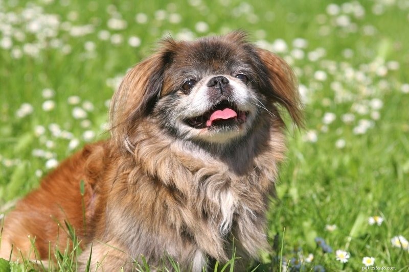 Top 15 Small Dog Breeds for a Calm, Low‑Energy Companion