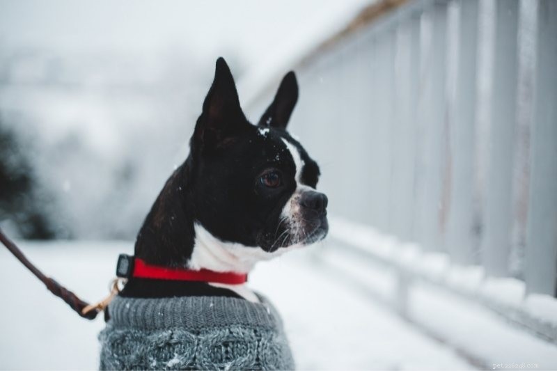 Top 15 Small Dog Breeds for a Calm, Low‑Energy Companion