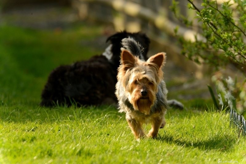 Top 15 Small Dog Breeds for a Calm, Low‑Energy Companion