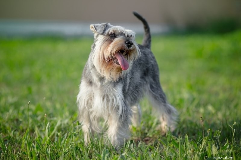 Top 15 Small Dog Breeds for a Calm, Low‑Energy Companion