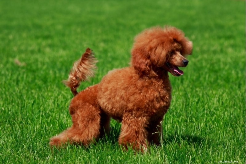 Top 15 Small Dog Breeds for a Calm, Low‑Energy Companion