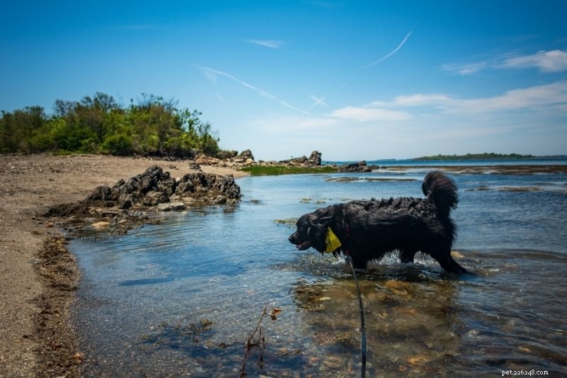 10 Water‑Loving Dog Breeds That Thrive in the Splash