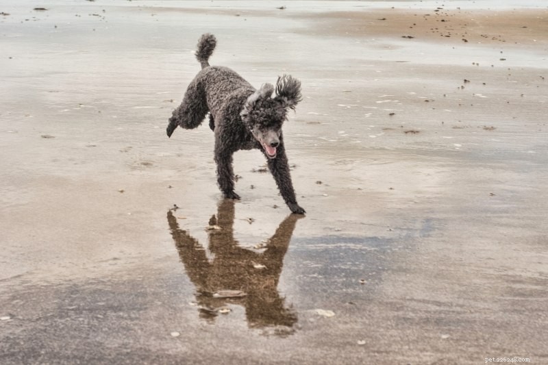 10 Water‑Loving Dog Breeds That Thrive in the Splash