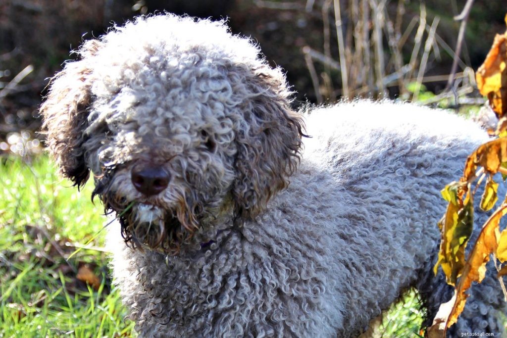 10 Water‑Loving Dog Breeds That Thrive in the Splash