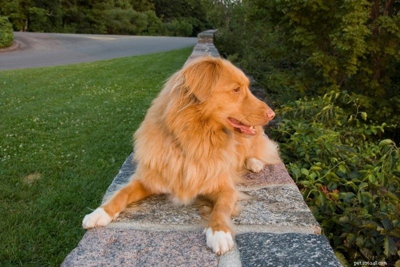 10 Water‑Loving Dog Breeds That Thrive in the Splash