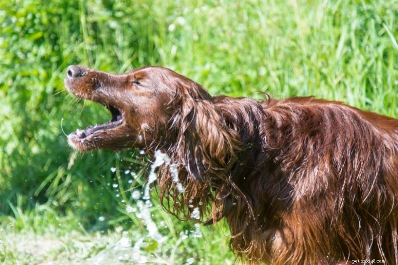 10 Water‑Loving Dog Breeds That Thrive in the Splash